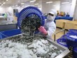 Thách thức lớn với “vua tôm” Minh Phú (MPC)