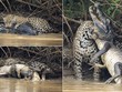 Tinh tế và dũng mãnh, báo đốm giành chiến thắng thuyết phục trước cá sấu khổng lồ