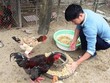 Vật nuôi đặc sản đắt hàng vụ Tết Nguyên Đán Tân Sửu 2021