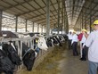 Mộc Châu Milk chào bán gần 39,2 triệu cổ phiếu cho nhóm cổ đông Vinamilk