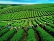 GTNFoods (GTN) đưa người của Vilico (VLC) vào Ban kiểm phiếu trong Đại hội đồng cổ đông năm 2021