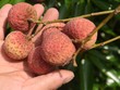 Lần đầu tiên, 600 tấn vải thiều Bắc Giang xuất khẩu thành công sang Nhật Bản