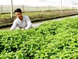 Đã tổng kết được một số mô hình thành công trong ứng phó biến đổi khí hậu tại đồng bằng sông Cửu Long