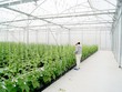 4 tiêu chí xác định dự án ứng dụng công nghệ cao trong nông nghiệp