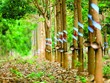 Lãi suất thấp, Cao su Phước Hòa vẫn gửi nghìn tỷ đồng trong ngân hàng