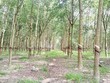 DPR: tháng 6 ước đạt 54,5 tỷ đồng lợi nhuận