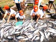 Mỹ ra phán quyết thuế mới với cá tra Việt Nam 