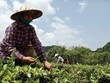 Nhóm PPP về chè đã đầu tư để đào tạo và liên kết mô hình sản xuất với hơn 23.000 nông dâ