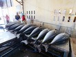Cá ngừ là mặt hàng xuất khẩu chủ lực của Việt Nam sang Ba Lan