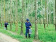 6 tháng đầu năm, DN ngành cao su giảm  mạnh lợi nhuận do diễn biến bất lợi của thị trường mủ cao su