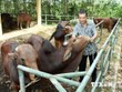 Hỗ trợ giống bò lai sind chất lượng cao cho nông dân. (Ảnh: Hồ Cầu/TTXVN)