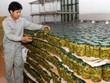 Động lực phát triển nông nghiệp phải đến từ doanh nghiệp