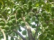 Chuyên gia Úc cho rằng, Việt Nam cần tránh lặp lại sai lầm của Trung Quốc khi trồng mắc ca, đặc biệt cần kiểm soát chặt việc chọn giống cây này