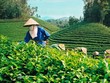 Tổng công ty chè sẽ được IPO trong tháng 8 tới