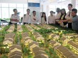 Năm 2015, hoạt động mở bán dự án nhà liền kề, biệt thự dù đã nhiều hơn năm 2014, nhưng ít dự án tạo ra sự đột biến về thanh khoản. Ảnh: Trọng Tuyến