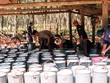 Giá mủ cao su giảm 16% so với năm 2015