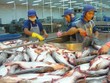 Mỹ giữ nguyên thuế chống bán phá giá cá tra Việt Nam