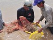 “Vua tôm” kêu cứu cho ngành tôm