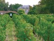 Một cánh đồng nho nổi tiếng ở Bordeaux 