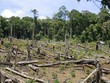 Phá rừng tại Kon Tum (Ảnh minh họa)