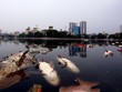Hồ điều hòa không khí và cảnh quan nội đô Hà Nội bị ô nhiễm nặng. Trong ảnh cá chết nổi trắng hồ Ngọc Khánh