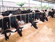 6 tháng đầu năm, HAG lỗ hơn 1.000 tỷ đồng