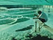 Nuôi tôm theo theo hướng VietGAP kết hợp quy trình CPF-Turbo Program tại Sóc Trăng