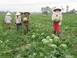 Nếu được sự tư vấn, hỗ trợ, người nông dân sẽ sản xuất theo định hướng, theo tín hiệu thị trường, chứ không theo quan sát tự thân, theo phong trào như hiện nay