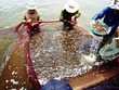 Việt Nam sẽ là công xưởng tôm của thế giới