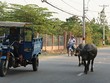 Nhiều khu đất tại quận 9, TP.HCM dù hạ tầng nhếch nhác, nhưng vẫn tăng giá phi mã. Ảnh: Việt Dũng
