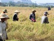 Niềm vui của một mùa vàng bội thu của nông dân trồng lúa quận 2 Ảnh: Gia Huy