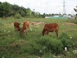 Cả khu đô thị trở thành bãi chăn thả trâu, bò