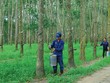 Ảnh Internet
