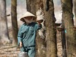 Doanh nghiệp cao su tự nhiên: Cơ hội từ đà tăng giá gỗ