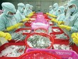 Doanh nghiệp đang đòi hỏi sức ép cải cách môi trường kinh doanh lan rộng ở tất cả các ngành, lĩnh vực . Trong ảnh: Chế biến hải sản xuất khẩu tại Công ty Bá Hải.