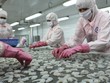 Doanh nghiệp xuất khẩu tôm của Việt Nam đang gặp nhiều thuận lợi từ cơ chế, chính sách và thị trường