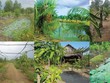 Chuyển vườn