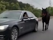 Tài xế Trung Quốc lái BMW dắt ngựa đi dạo