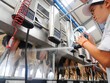 Vinamilk chi trả tổng cộng 50% cổ tức bằng tiền mặt cho năm 2017