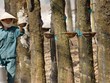 Doanh nghiệp cao su gặp nhiều yếu tố khó khăn từ nay tới cuối năm