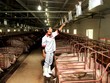 Dự báo, đến năm 2027, sản lượng thịt lợn trong các trang trại chiếm tỷ trọng trên 70%