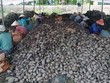 Khoai lang đã có trong danh sách mặt hàng nông sản xuất khẩu sang Trung Quốc của tỉnh Vĩnh Long