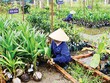 Ảnh Internet