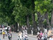 Để tổ chức xén hè đường Vành đai 2 Hà Nội phải di chuyển hơn 476 cây xanh các loại, trong đó dịch chuyển 371 cây, chặt hạ 105 cây