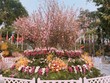 Lễ hội quy tụ 20.000 cành hoa anh đào cùng nhiều loài hoa đặc trưng của Việt Nam (Ảnh minh họa: Internet)