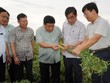 Bộ trưởng Nguyễn Chí Dũng cùng đoàn công tác kiểm tra mô hình trồng sâm Bố Chính tại xã Gio An, huyện Gio Linh