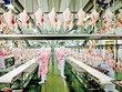Các dây chuyền chế biến gia cầm hiện đại góp phần quan trọng giá tăng giá trị nông sản.