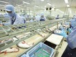 Ngành thủy sản Việt Nam đang chịu ảnh hưởng khá lớn từ cuộc chiến thương mại Mỹ - Trung. Ảnh: Đức Thanh