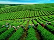 Việt Nam là nước đứng thứ 7 về sản xuất chè toàn cầu.