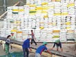 Gạo Việt Nam xuất khẩu đang trong tình trạng “bán nhiều, nhưng thu tiền ít”.